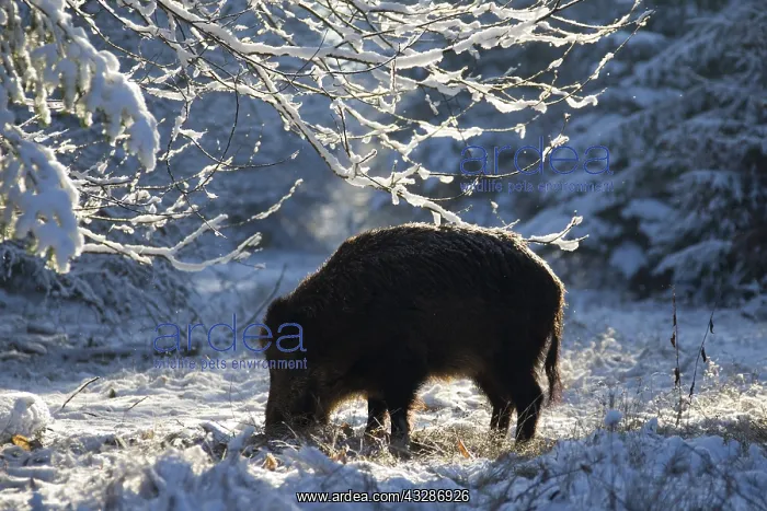: Wild boar - sow in winter - Germany : Wild boar - sow in winter - Germany