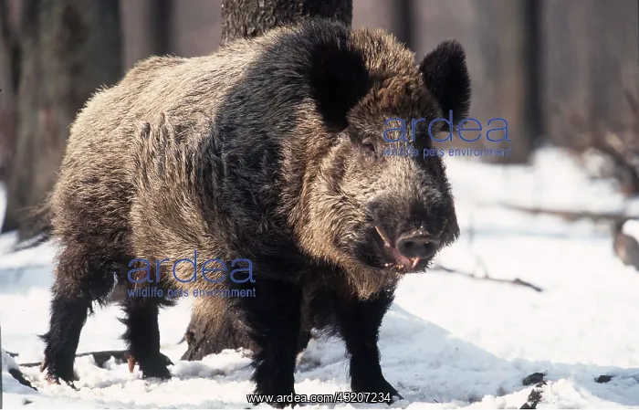 : WILD BOAR - standing in snow : WILD BOAR - standing in snow