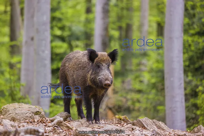 : Wild boar (Sus scrofa), adults and piglets : Wild boar (Sus scrofa), adults and piglets