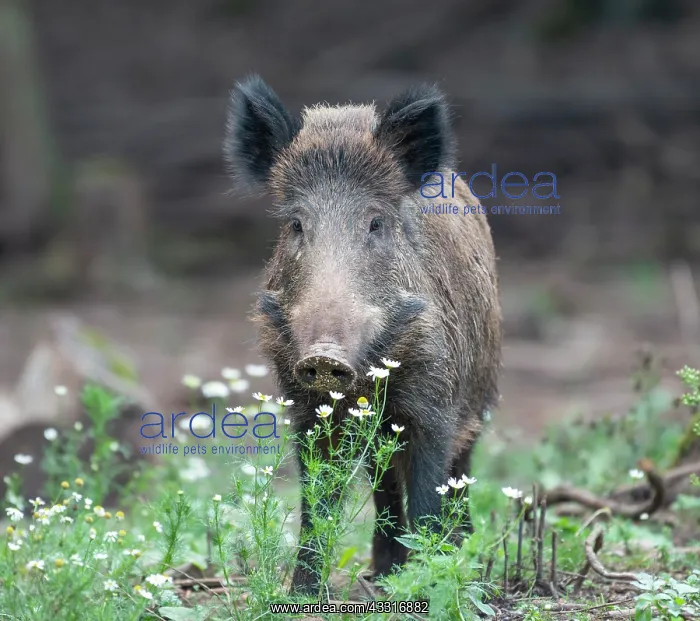 : Wild boar (Sus scrofa), Bavaria, Germany, Europe : Wild boar (Sus scrofa), Bavaria, Germany, Europe