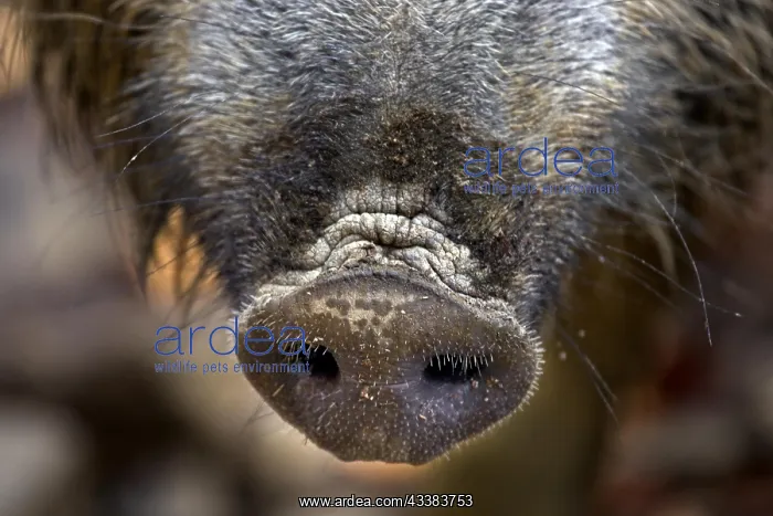 : Wild boar (Sus scrofa) close up of snout in autumn forest in : Wild boar (Sus scrofa) close up of snout in autumn forest in