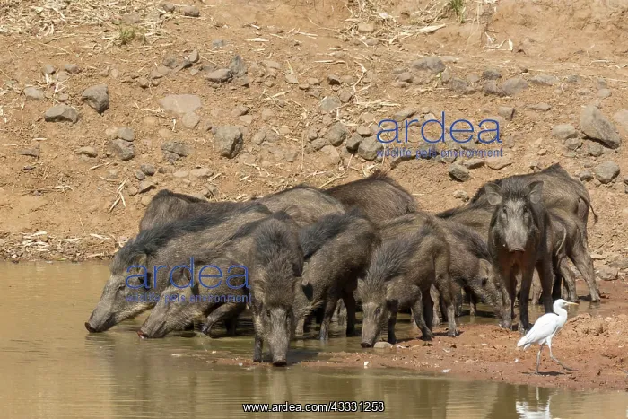 : Wild boar (Sus scrofa cristatus), group drinking : Wild boar (Sus scrofa cristatus), group drinking