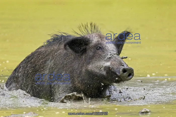 : Wild boar (Sus scrofa) female wallowing in mud of pool in su : Wild boar (Sus scrofa) female wallowing in mud of pool in su