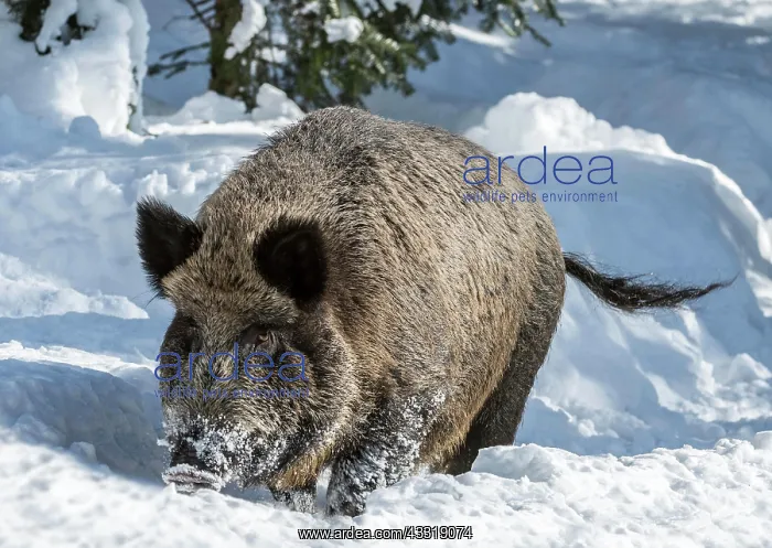 : Wild boar (Sus scrofa) foraging in deep snow in : Wild boar (Sus scrofa) foraging in deep snow in