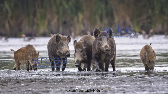 : Wild boar (Sus scrofa), hunter's term for wild boar : Wild boar (Sus scrofa), hunter's term for wild boar
