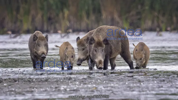 : Wild boar (Sus scrofa), hunter's term for wild boar : Wild boar (Sus scrofa), hunter's term for wild boar