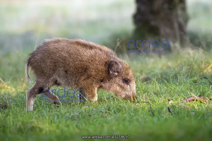 : Wild Boar (Sus scrofa) piglet foraging in the w : Wild Boar (Sus scrofa) piglet foraging in the w