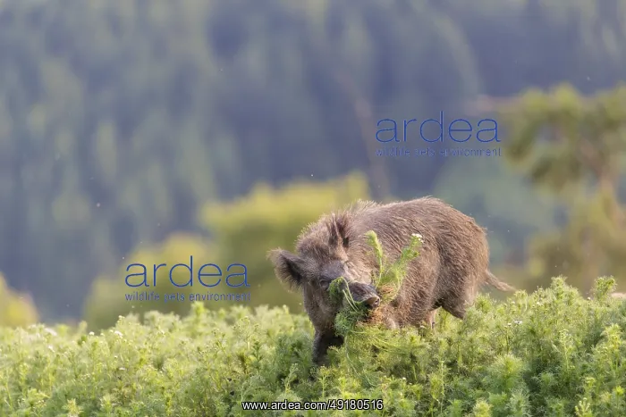 : A wild boar (Sus scrofa) runs across a field of wild chamomile (Matricaria chamomilla) : A wild boar (Sus scrofa) runs across a field of wild chamomile (Matricaria chamomilla)