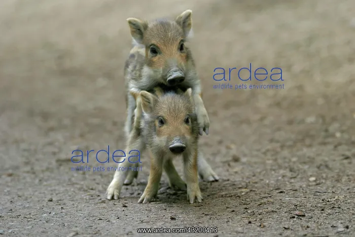 : Two Wild Boar (Sus scrofa) shoats playing, Daun : Two Wild Boar (Sus scrofa) shoats playing, Daun