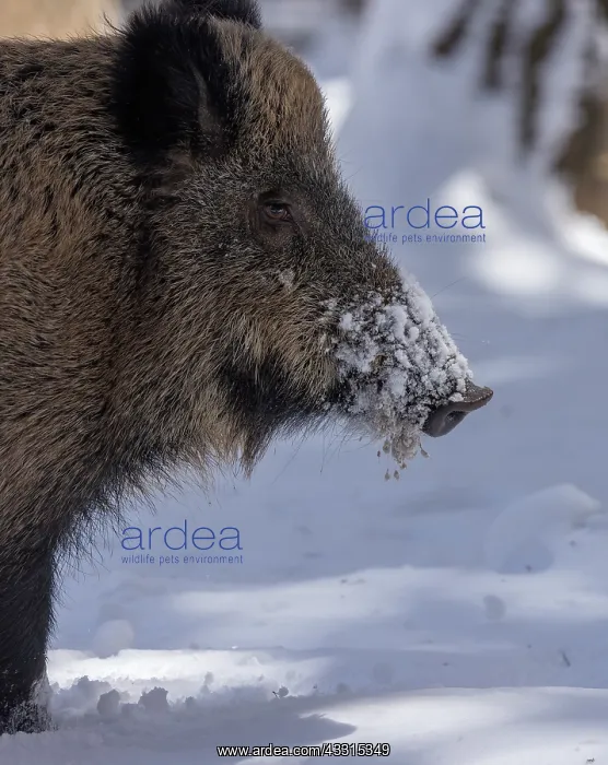 : Wild boar, Sus scrofa, in the snow. Pyrenees : Wild boar, Sus scrofa, in the snow. Pyrenees