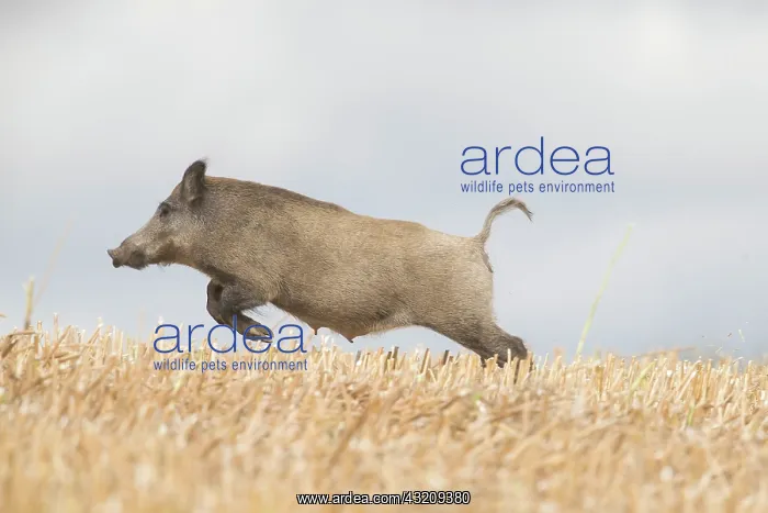 : Wild Boar, Sus scrofa, sow fleeing over a stubble : Wild Boar, Sus scrofa, sow fleeing over a stubble