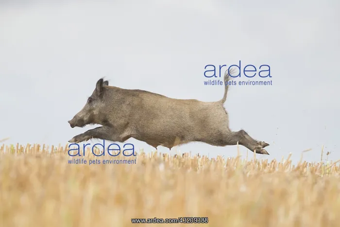 : Wild Boar, Sus scrofa, sow fleeing over a stubble : Wild Boar, Sus scrofa, sow fleeing over a stubble
