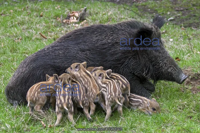 : Wild boar (Sus scrofa) sow suckling piglets in spring : Wild boar (Sus scrofa) sow suckling piglets in spring