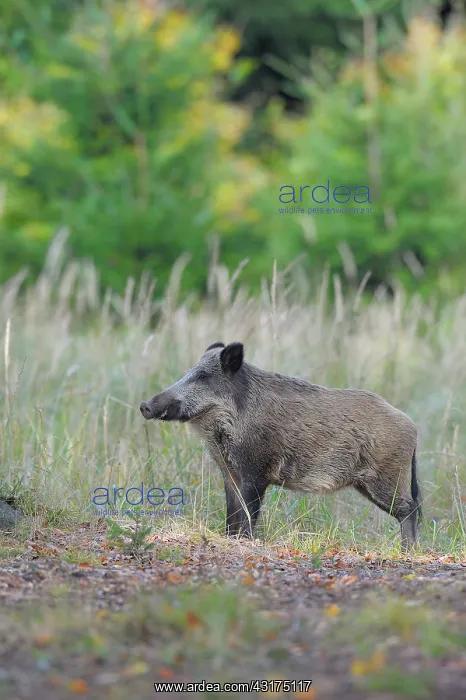 : Wild boar (Sus scrofa), Spessart, Bavaria, Germany : Wild boar (Sus scrofa), Spessart, Bavaria, Germany