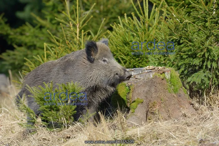 : Wild boar (Sus scrofa), Spessart, Bavaria, Germany : Wild boar (Sus scrofa), Spessart, Bavaria, Germany