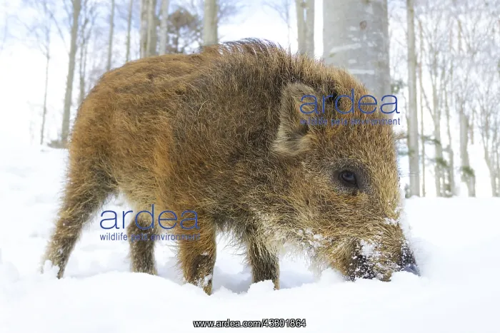 : Wild Boar (Sus scrofa) standing in snow looking : Wild Boar (Sus scrofa) standing in snow looking