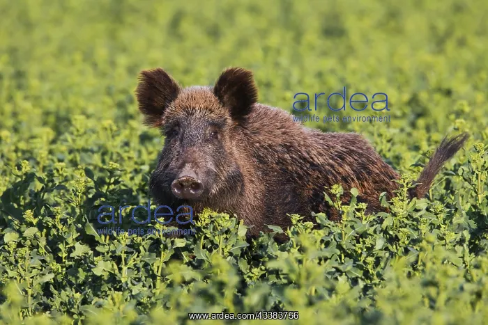 : Wild boar (Sus scrofa) trampling crop by foraging in rapesee : Wild boar (Sus scrofa) trampling crop by foraging in rapesee