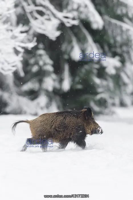: Wild boar (Sus scrofa), Tusker, Bavaria, Germany : Wild boar (Sus scrofa), Tusker, Bavaria, Germany