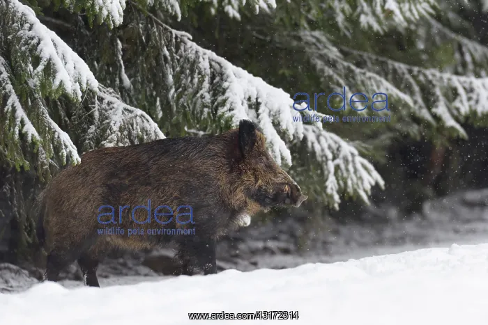 : Wild boar (Sus scrofa), Tusker, Bavaria, Germany : Wild boar (Sus scrofa), Tusker, Bavaria, Germany