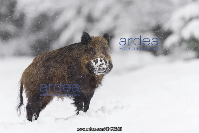 : Wild boar (Sus scrofa), Tusker, Bavaria, Germany : Wild boar (Sus scrofa), Tusker, Bavaria, Germany