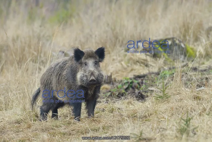  : Wild boar (Sus scrofa), Tusker, Spessart, Bavaria