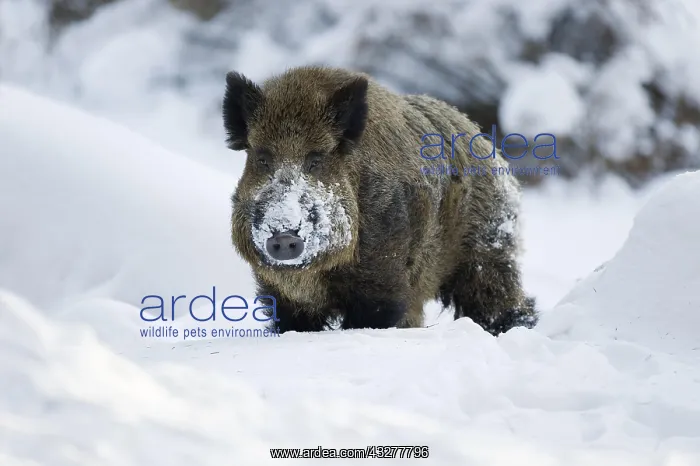 : Wild boar (Sus scrofa), tusker standing in the snow : Wild boar (Sus scrofa), tusker standing in the snow