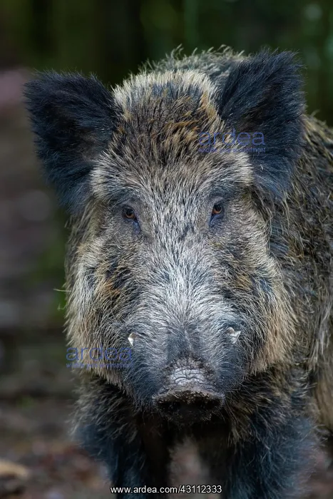 : Wild boar (Sus scrofa), Wild boar, portrait, Volcanic : Wild boar (Sus scrofa), Wild boar, portrait, Volcanic