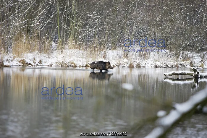: Wild Boar - swimming : Wild Boar - swimming