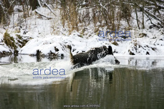 : Wild Boar - swimming : Wild Boar - swimming