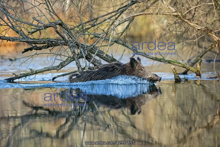 : Wild Boar - swimming through water. Rhine Forest : Wild Boar - swimming through water. Rhine Forest