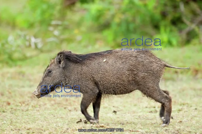 : Wild Boar - trotting in area of short grass : Wild Boar - trotting in area of short grass
