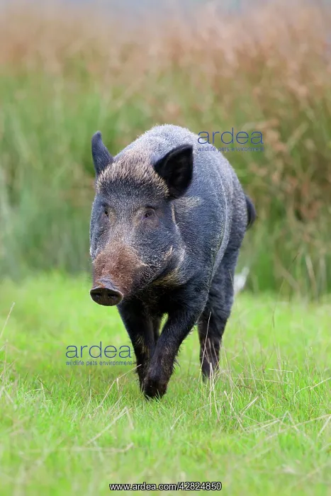 : Wild Boar - UK : Wild Boar - UK