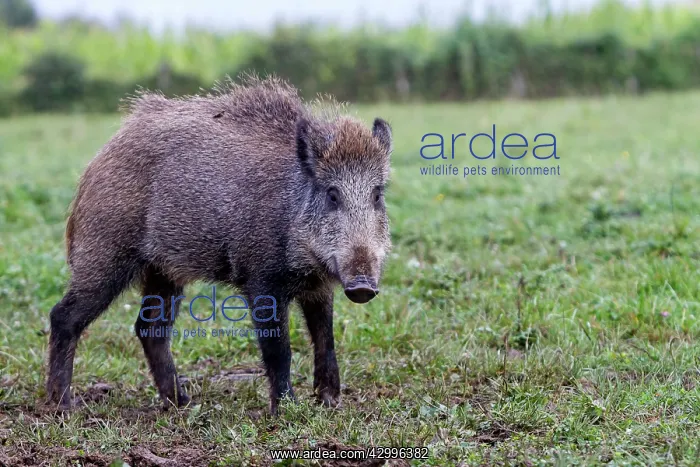 : Wild Boar. Vesoul, Haute Saone, France : Wild Boar. Vesoul, Haute Saone, France