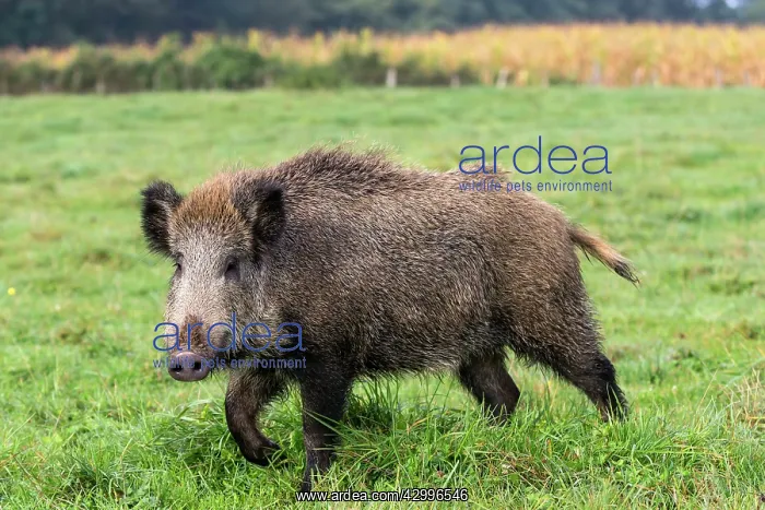 : Wild Boar. Vesoul, Haute Saone, France : Wild Boar. Vesoul, Haute Saone, France