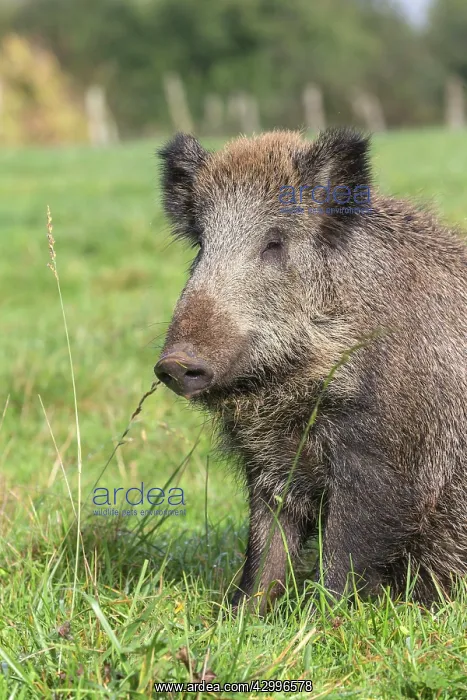  : Wild Boar. Vesoul, Haute Saone, France