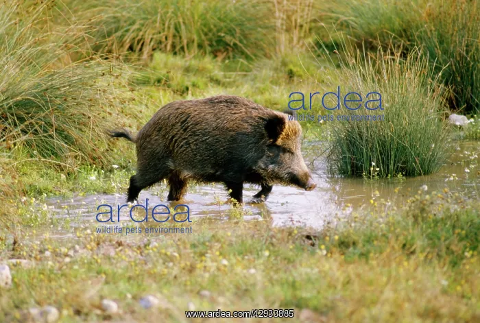 : Wild Boar - walking through water : Wild Boar - walking through water