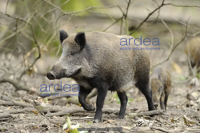 : A wild boar walks through the forest : A wild boar walks through the forest