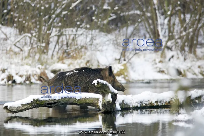 : Wild Boar - in water : Wild Boar - in water