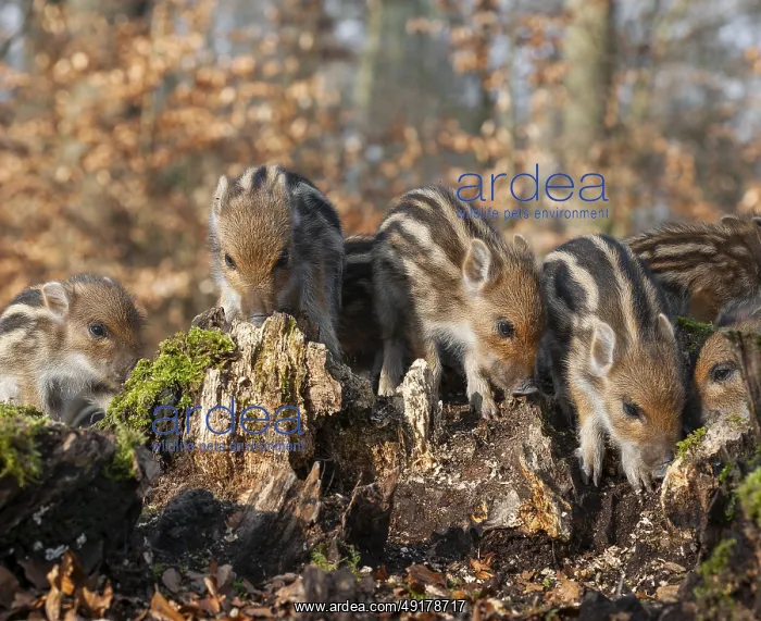 : Wild boar, wild boar (Sus scrofa) : Wild boar, wild boar (Sus scrofa)