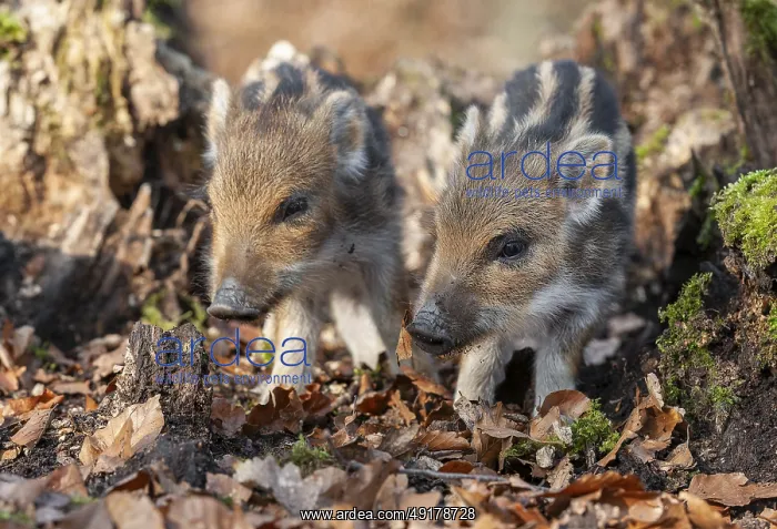 : Wild boar, wild boar (Sus scrofa) : Wild boar, wild boar (Sus scrofa)