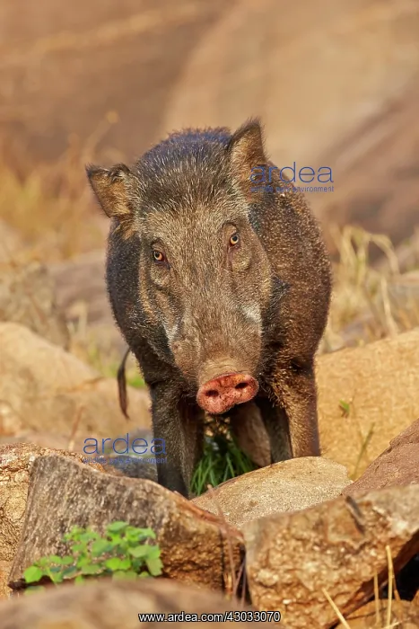  : Wild Boar  /  Wild Pig