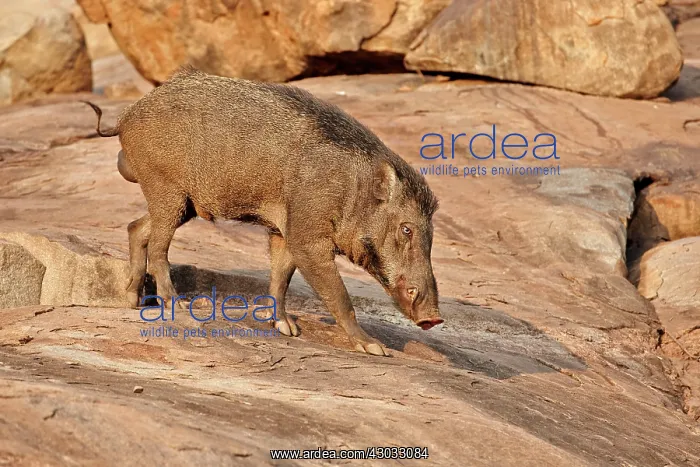  : Wild Boar  /  Wild Pig
