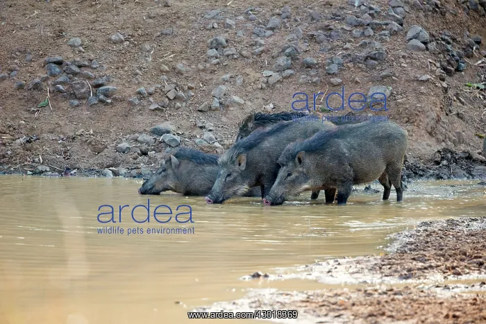 : Wild Boar / Wild Pig drinking in a waterhole : Wild Boar / Wild Pig drinking in a waterhole