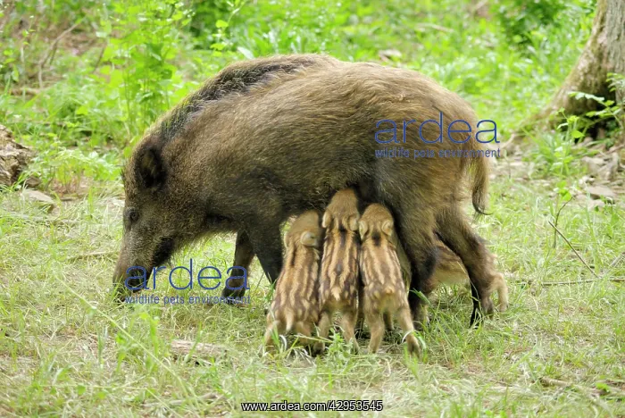 : Wild boar - wild sow nursing young ones : Wild boar - wild sow nursing young ones