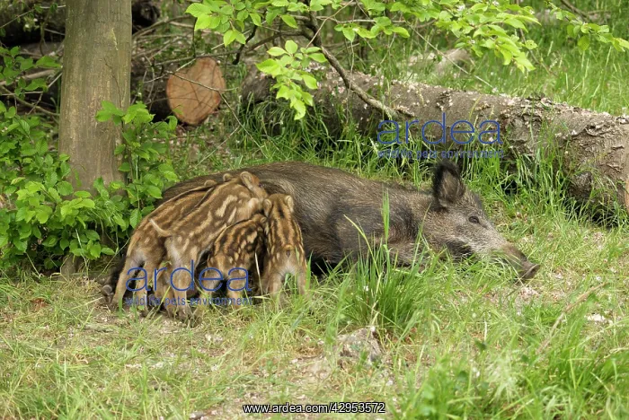 : Wild boar - wild sow nursing young ones : Wild boar - wild sow nursing young ones