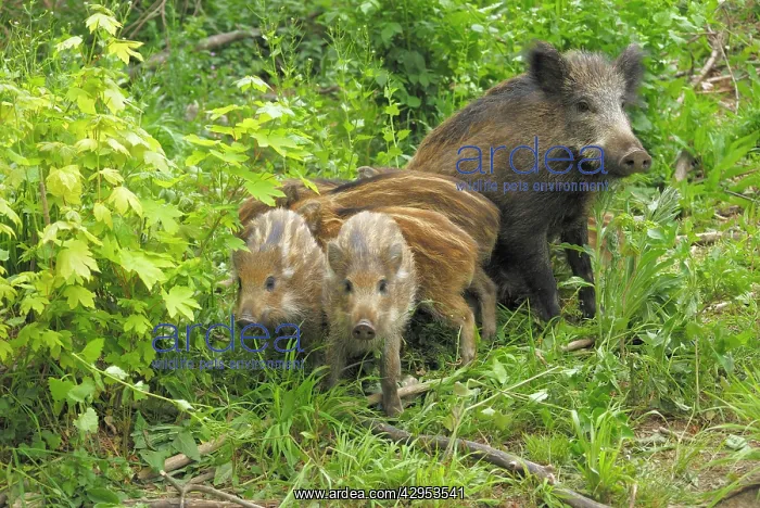 : Wild Boar - wild sow with young ones : Wild Boar - wild sow with young ones