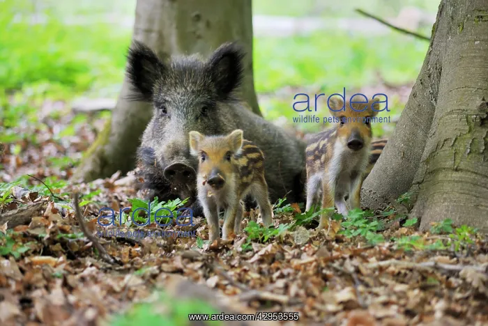 : Wild Boar - wild sow with young ones : Wild Boar - wild sow with young ones
