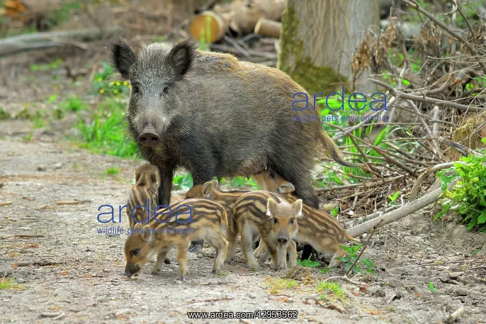 : Wild Boar - wild sow with young ones : Wild Boar - wild sow with young ones