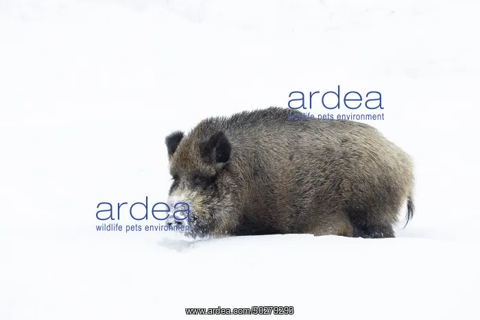 : Wild Boar winter : Wild Boar winter