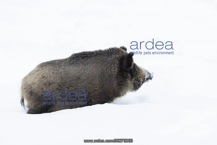 : Wild Boar winter : Wild Boar winter